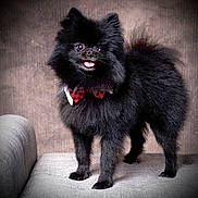 Cujo joined the competition — help win amazing prizes! dog, pomeranian, black_fur, fluffy, bow_tie, pet, animal, cute, tongue_out, standing, indoors, cushion, furniture, portrait, small_dog, friendly, companion, fur, adorable, domestic_animal