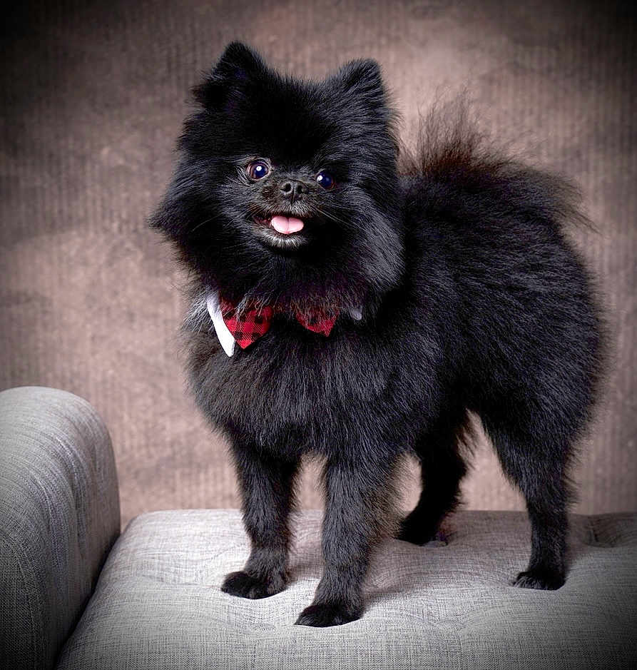 Cujo