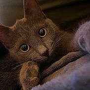 Amaya participe au concours pour gagner de l'argent avec cette photo : abyssinian, animal, blanket, cat, kitten, manx, pet