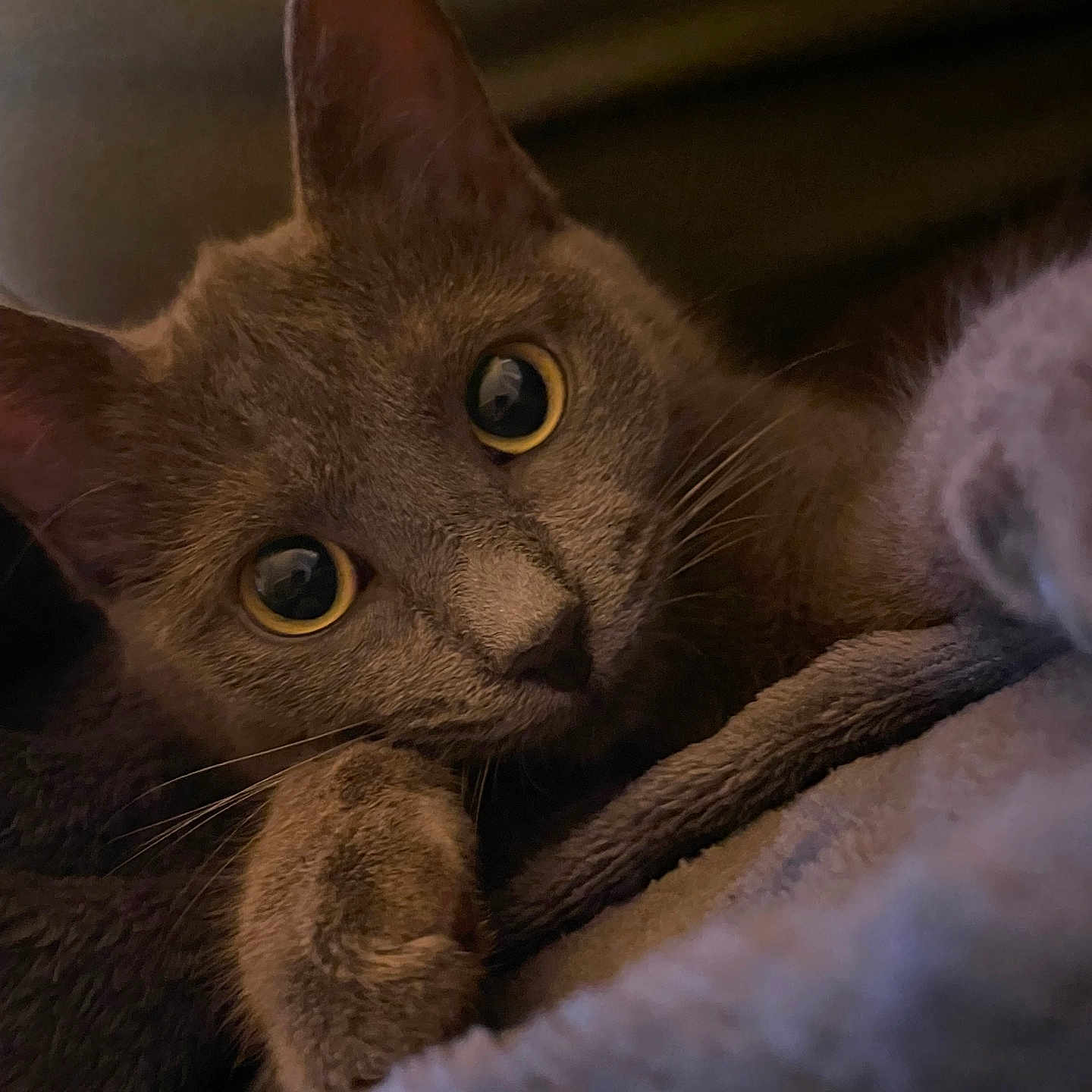 Amaya participe au concours pour gagner de l'argent avec cette photo : abyssinian, animal, blanket, cat, kitten, manx, pet