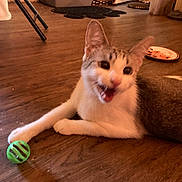 Violet is registered to the contest to win money with this photo: cat, indoor, wooden_floor, toy_ball, pet, feline, playful, paw, meowing, animal, domestic, brown, white, flooring, household, relaxed, lying_down, ears, whiskers, mouth_open