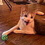 cat, indoor, wooden_floor, toy_ball, pet, feline, playful, paw, meowing, animal, domestic, brown, white, flooring, household, relaxed, lying_down, ears, whiskers, mouth_open