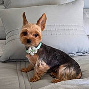Lexus is registered to the contest to win money with this photo: dog, yorkshire_terrier, small_dog, pet, animal, portrait, sitting, indoors, bed, pillows, blanket, collar, flower_accessory, fluffy, brown_fur, black_fur, pointed_ears, looking_at_camera, cute, home