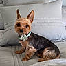 dog, yorkshire_terrier, small_dog, pet, animal, portrait, sitting, indoors, bed, pillows, blanket, collar, flower_accessory, fluffy, brown_fur, black_fur, pointed_ears, looking_at_camera, cute, home