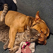 Minus a rejoint le concours — aidez-le/la à gagner de superbes lots ! dog, cat, couch, snuggling, pet, cozy, fur, sleepy, relaxed, indoor, animal, friendship, paw, toy, blanket, companion, comfort, cute, domestic, resting