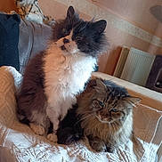 Tigrou Et Loupy participe au concours pour gagner de l'argent avec cette photo : cat, cats, fluffy, long_hair, black_and_white, tabby, indoor, couch, blanket, furniture, pet, animal, relaxed, cozy, whiskers, ears, fur, domestic, resting, companion