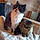 Tigrou Et Loupy