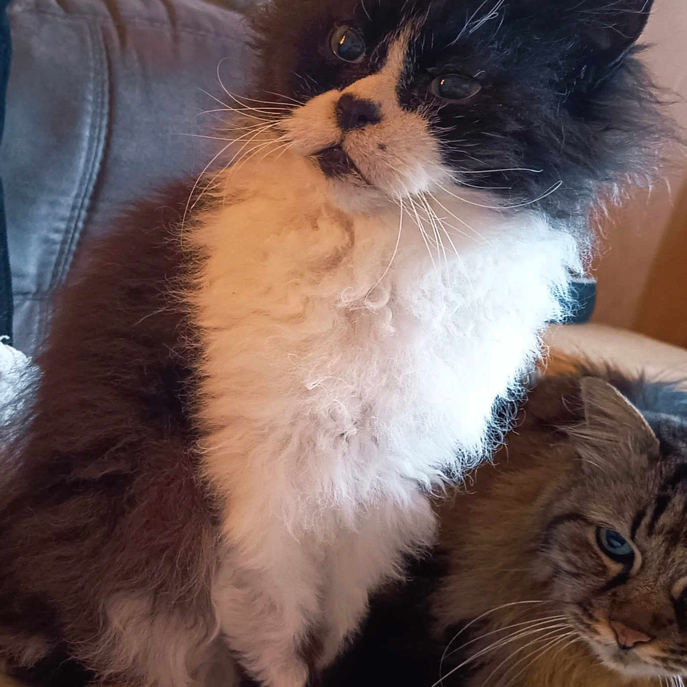 Tigrou Et Loupy a rejoint le concours — aidez-le/la à gagner de superbes lots ! animal, black_and_white, blue_eyes, cat, closeup, companion, couch, cute, domestic, feline, fluffy, fur, household, indoor, pet, portrait, relaxed, sitting, tabby, whiskers