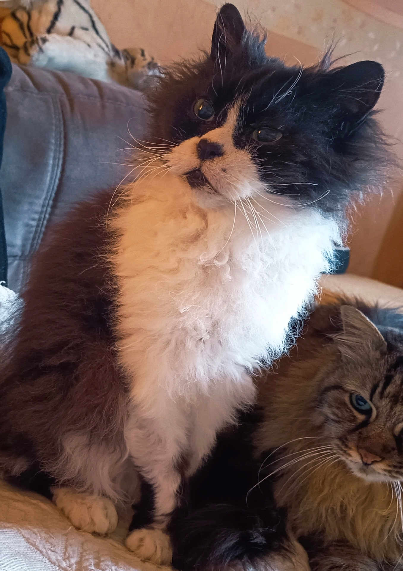 Tigrou Et Loupy a rejoint le concours — aidez-le/la à gagner de superbes lots ! animal, black_and_white, blue_eyes, cat, closeup, companion, couch, cute, domestic, feline, fluffy, fur, household, indoor, pet, portrait, relaxed, sitting, tabby, whiskers