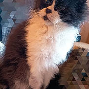 Loupy participe au concours pour gagner de l'argent avec cette photo : cat, fluffy, black_and_white, pet, feline, sitting, whiskers, fur, indoor, curious, portrait, animal, cute, furry, domestic_animal, relaxed, close_up, soft_light, paw, alert