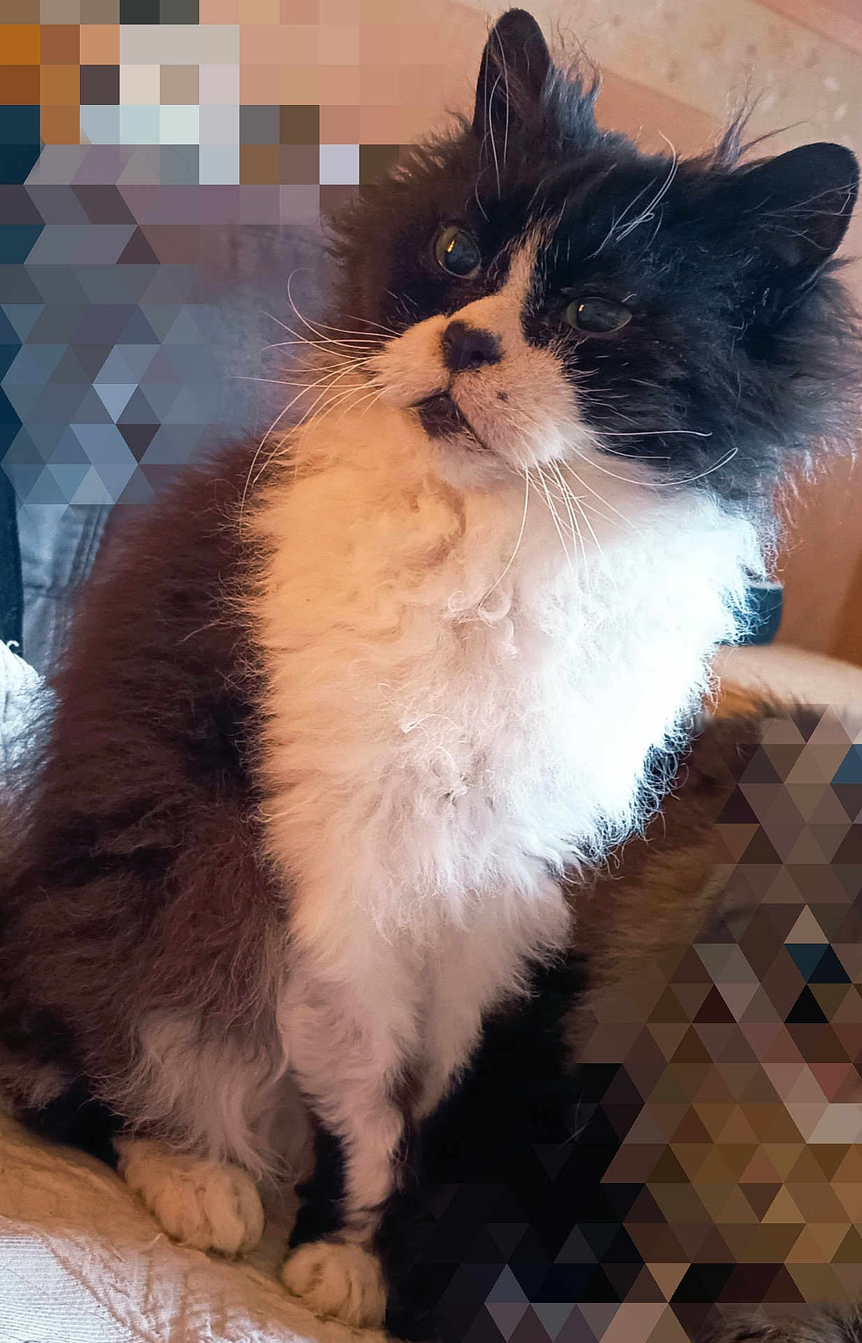 Loupy participe au concours pour gagner de l'argent avec cette photo : cat, fluffy, black_and_white, pet, feline, sitting, whiskers, fur, indoor, curious, portrait, animal, cute, furry, domestic_animal, relaxed, close_up, soft_light, paw, alert