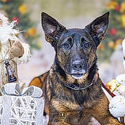Tya participe au concours pour gagner de l'argent avec cette photo : animal, background_blur, black, brown, christmas, collar, cute, decorations, dog, festive, fur, german_shepherd, gift_box, holiday, indoor, portrait, santa_figurine, seasonal, snowman, winter