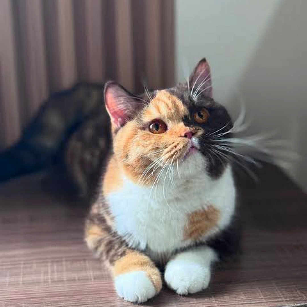 Shilo is registered to the contest to win money with this photo: animal, brown, calico_cat, cat, close_up, cozy, curious, domestic_cat, ears, feline, fluffy, fur_pattern, indoor, looking_up, orange, paws, pet, whiskers, white, wooden_surface