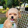 Heidi joined the competition — help win amazing prizes! animal, canine, chair, curly_hair, cute, daytime, dog, fluffy, fur, garden, greenery, happy, nature, outdoor, pet, relaxed, smiling, sunlight, tongue_out, white_fence