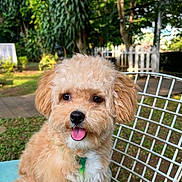Heidi joined the competition — help win amazing prizes! animal, chair, curly_hair, cute, dog, fence, fluffy, grass, greenery, happy, nature, outdoor, pet, portrait, puppy, sunlight, tongue_out, trees, white_fence, wire_chair