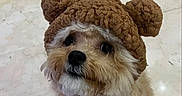 Heidi is registered to the contest to win money with this photo: adorable, animal, bear_ears, brown_hat, closeup, companion, cute, dog, domestic, fluffy, fur, indoor, knitted_hat, looking_up, mammal, marble_floor, pet, portrait, small_dog, wearing_hat