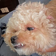 Heidi is registered to the contest to win money with this photo: dog, small_dog, fluffy, curly_fur, apricot_coat, close_up, face, eye, nose, mouth, canine_tooth, teeth, goofy_expression, snarling, muzzle, hand_holding, bedroom, bedding, pillow, pet