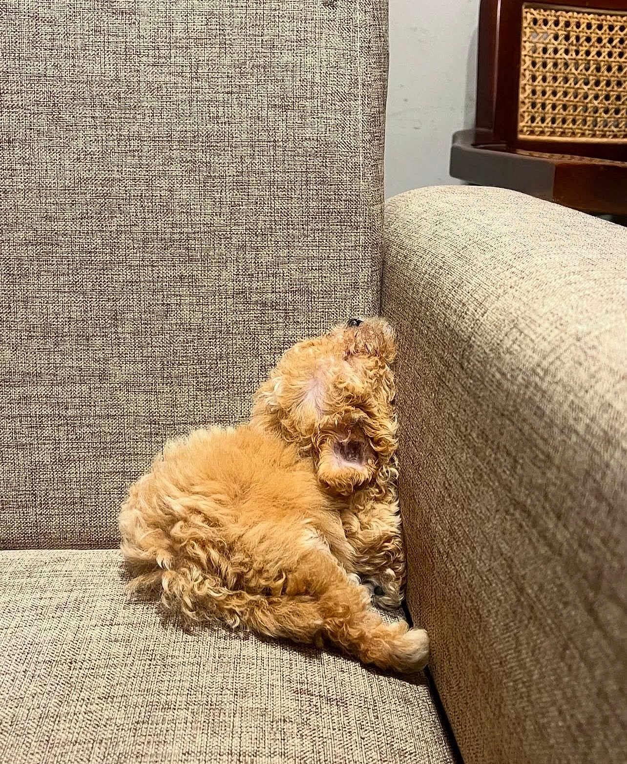 Heidi joined the competition — help win amazing prizes! dog, puppy, small_dog, curly_fur, sleeping, nap, sofa, couch, upholstery, beige, corner, pet, indoor, cozy, furry, cute, relaxed, home, texture, brown