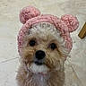 Heidi is registered to the contest to win money with this photo: adorable, animal, closeup, companion, cute, dog, domestic, ears, expression, face, floor, fluffy, fur, indoor, knitted_hat, looking, pet, pink, portrait, small_dog