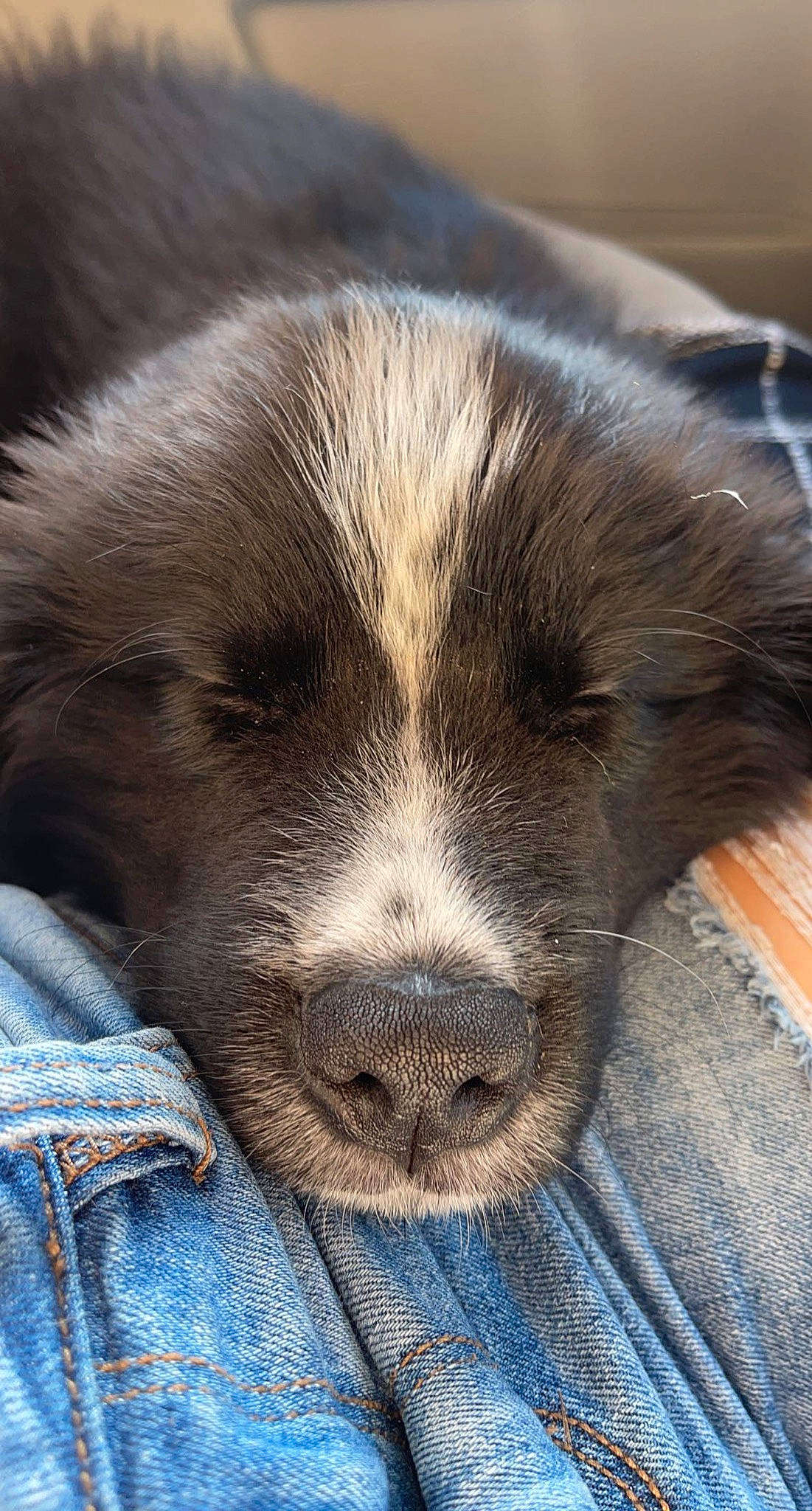 Pickles joined the competition — help win amazing prizes! borador, canidae, carnivore, cloud, comfort, companion_dog, dog, dog_breed, electric_blue, fur, gun_dog, liver, nap, paw, sleep, snout, sporting_group, terrestrial_animal, whiskers, working_animal
