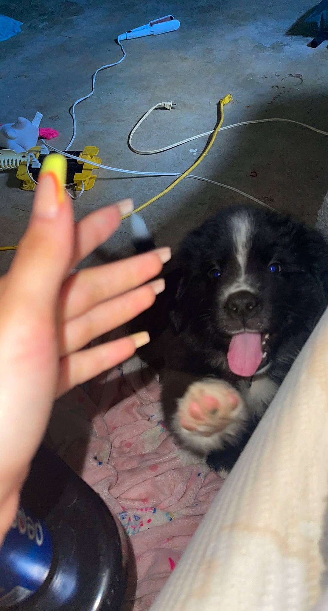 Pickles is registered to the contest to win money with this photo: art, artist, canidae, carnivore, cocker_spaniel, companion_dog, dog, dog_breed, foot, fur, gesture, guard_dog, nail, paw, spaniel, sporting_group, thumb, vehicle_door, visual_arts, working_animal