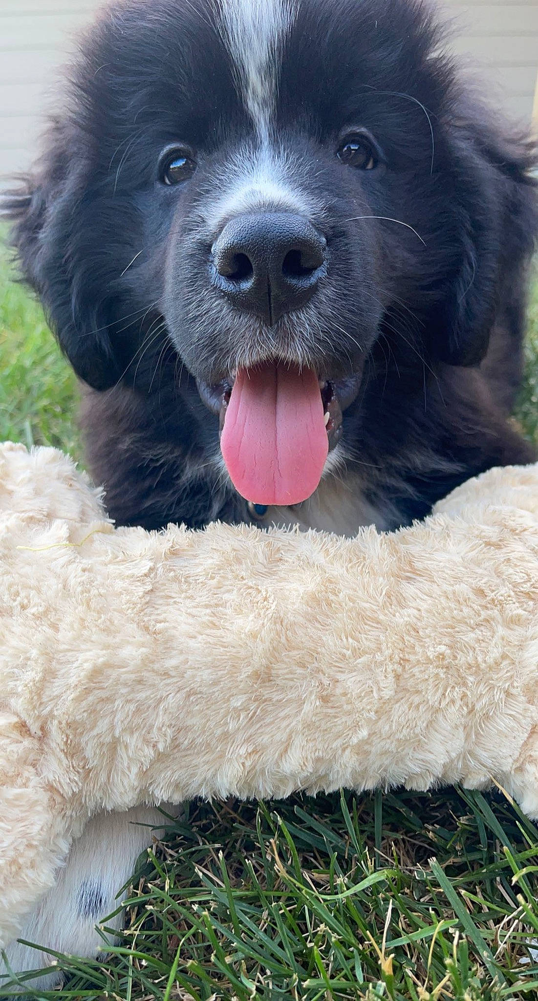 Pickles joined the competition — help win amazing prizes! borador, carnivore, companion_dog, dog, dog_breed, fur, grass, liver, mammal, natural_material, paw, snout, sporting_group, terrestrial_animal, vertebrate, working_animal