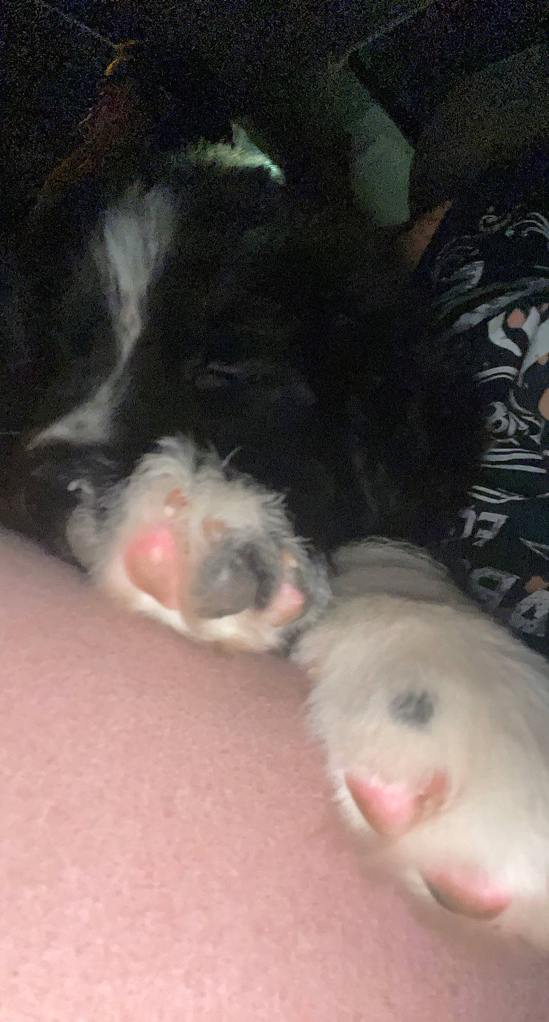 Pickles is registered to the contest to win money with this photo: canidae, carnivore, comfort, companion_dog, dog, dog_breed, ear, fawn, foot, fur, guinea_pig, mammal, paw, rodent, snout, sporting_group, tail, toy, whiskers, working_animal