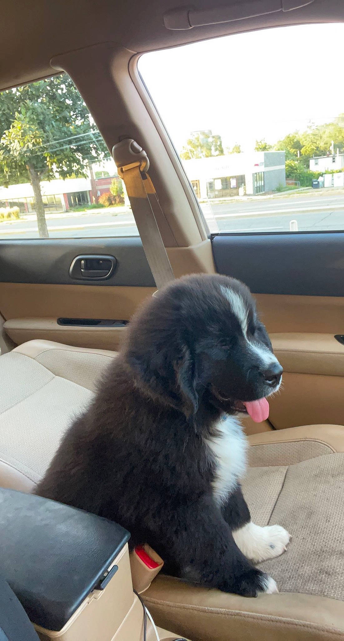 Pickles is registered to the contest to win money with this photo: automotive_exterior, automotive_mirror, car, car_seat, car_seat_cover, carnivore, companion_dog, dog, dog_breed, door, family_car, fur, head_restraint, luxury_vehicle, personal_luxury_car, sky, tree, vehicle, vehicle_door, window