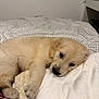 puppy, dog, golden_retriever, bed, blanket, pillow, resting, lying_down, indoor, cute, pet, fur, canine, sleepy, cozy, young_dog, animal, soft_texture, comfort, domestic