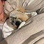 puppy, dog, paw, blanket, bed, cozy, snuggling, sleepy, fur, cute, person, earring, resting, white_blanket, soft, indoor, relaxing, comfort, cuddly, nap