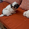 dog, puppy, small_dog, shih_tzu, fluffy, white_fur, black_fur, sitting, couch, sofa, orange_cushion, patterned_pillows, indoor, living_room, pet, companion_animal, second_dog, portrait, phone_screenshot, cozy