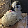 Belle participe au concours pour gagner de l'argent avec cette photo : dog, small_dog, fluffy, white_fur, black_and_white, shih_tzu, pet, animal, portrait, indoors, couch, blanket, pink_clothing, sitting, lying_down, long_hair, dark_eyes, cute, companion_animal, home