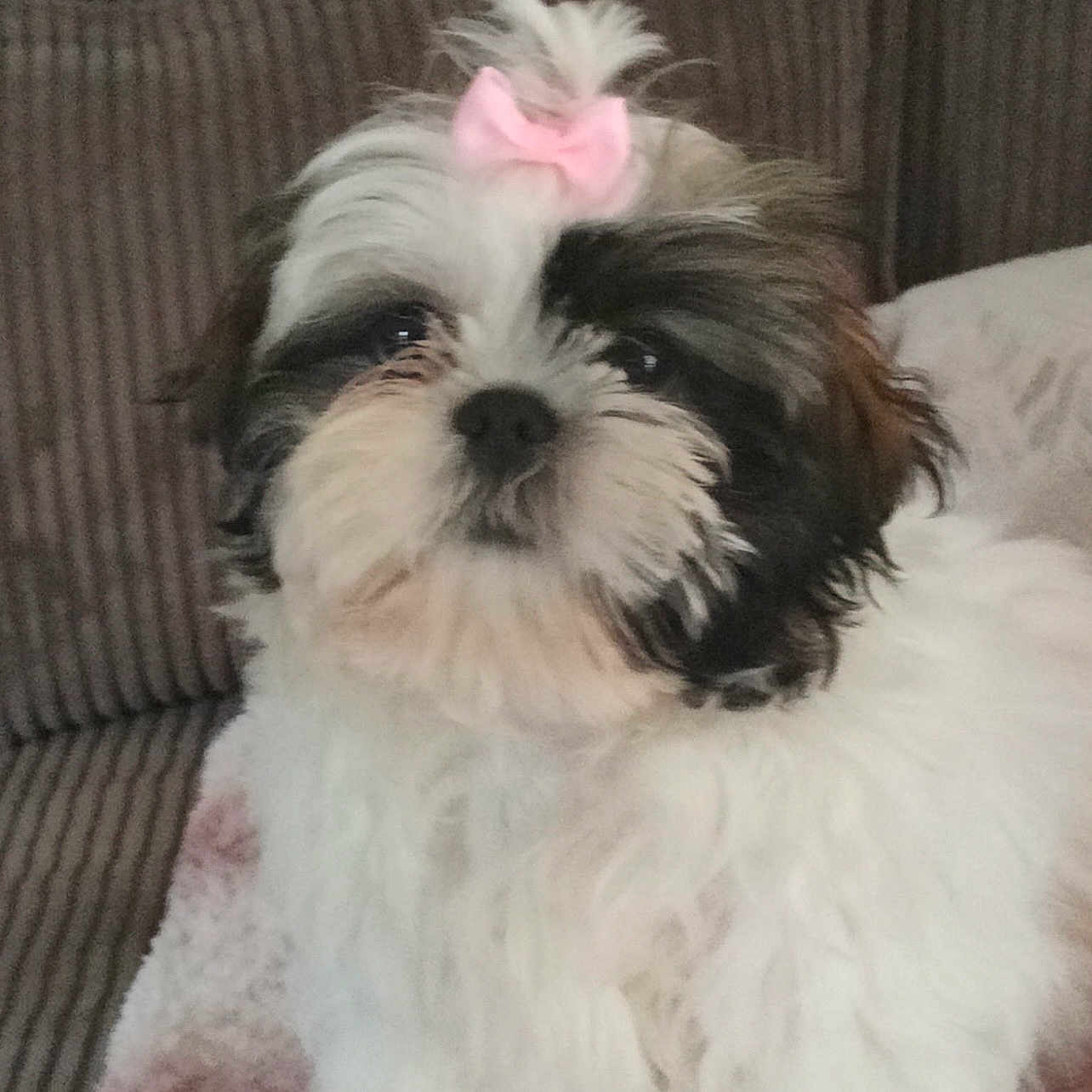 Belle