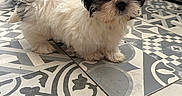 Belle participe au concours pour gagner de l'argent avec cette photo : dog, puppy, shih_tzu, small_dog, fluffy, white_fur, brown_fur, long_hair, pet, animal, sitting, indoors, floor, tile, patterned_floor, black_and_white, portrait, looking_at_camera, cute, home