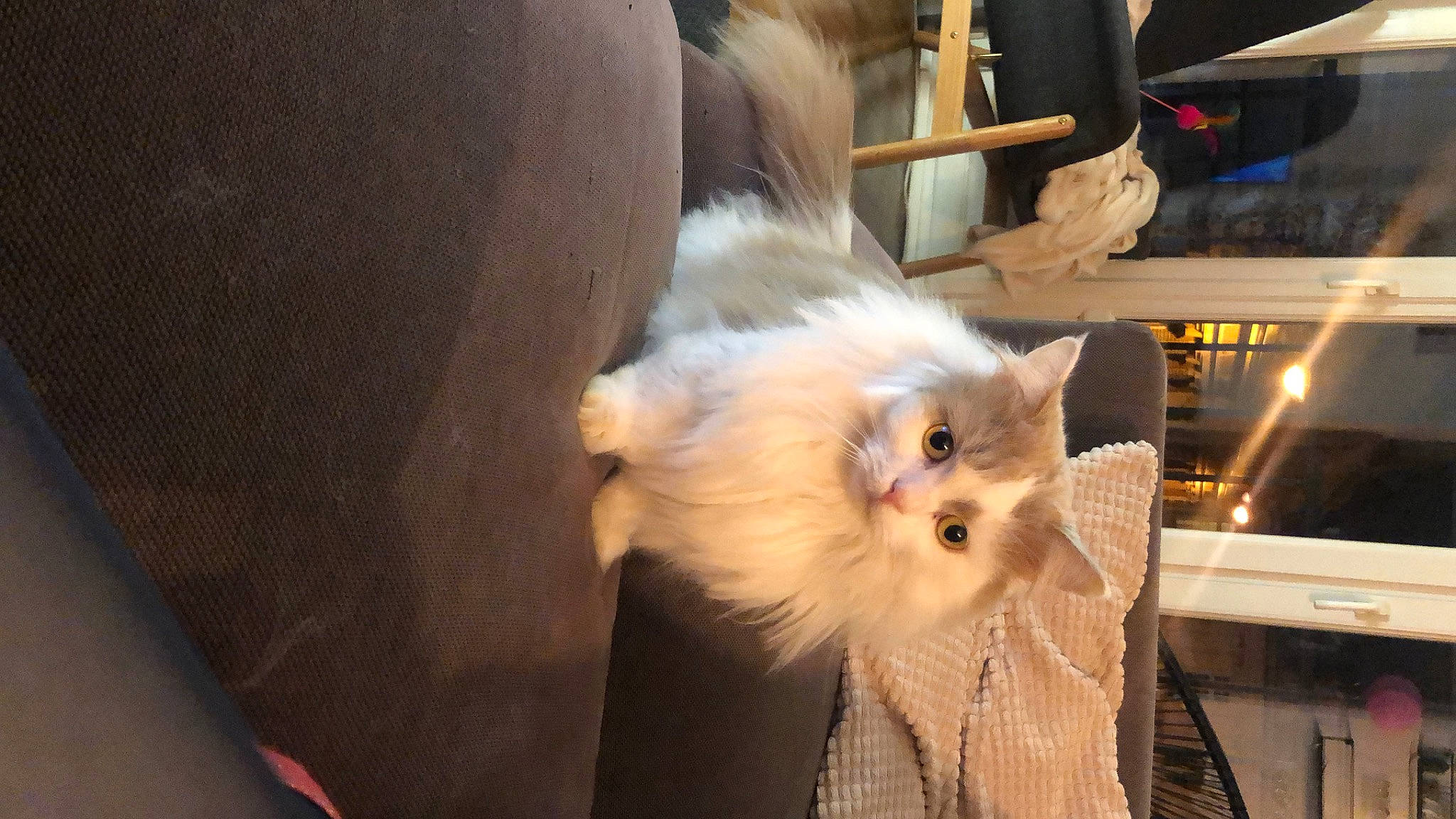 Speed participe au concours pour gagner de l'argent avec cette photo : box, carnivore, cat, chair, claw, companion_dog, fawn, felidae, flooring, fur, hardwood, paw, small_to_medium_sized_cats, tail, toy_dog, whiskers, wood