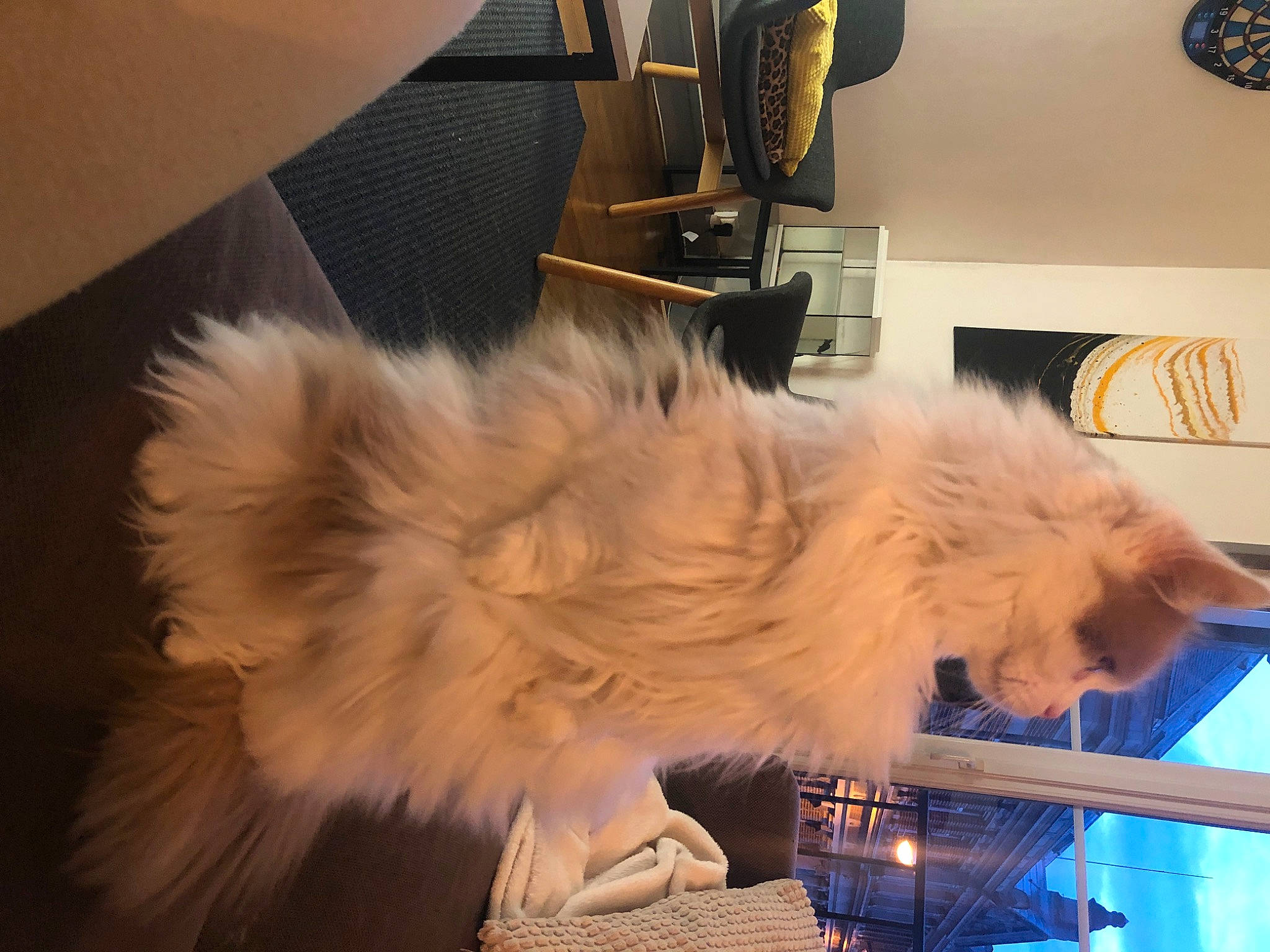 Speed a rejoint le concours — aidez-le/la à gagner de superbes lots ! canidae, carnivore, companion_dog, dog, dog_breed, event, fawn, feather, felidae, fur, german_spitz, paw, samoyed, small_to_medium_sized_cats, spitz, sporting_group, tail, toy_dog, whiskers, working_animal