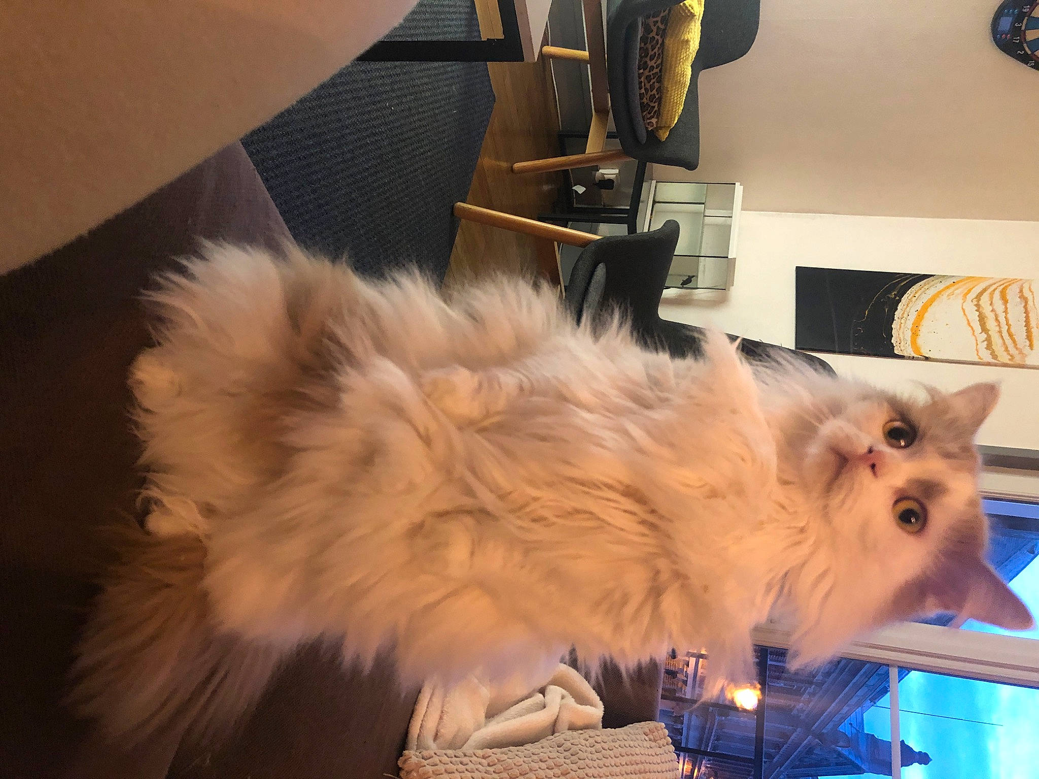 Speed a rejoint le concours — aidez-le/la à gagner de superbes lots ! british_longhair, carnivore, cat, companion_dog, dog_breed, fawn, felidae, flooring, fur, hardwood, paw, small_to_medium_sized_cats, tail, whiskers, window, working_animal