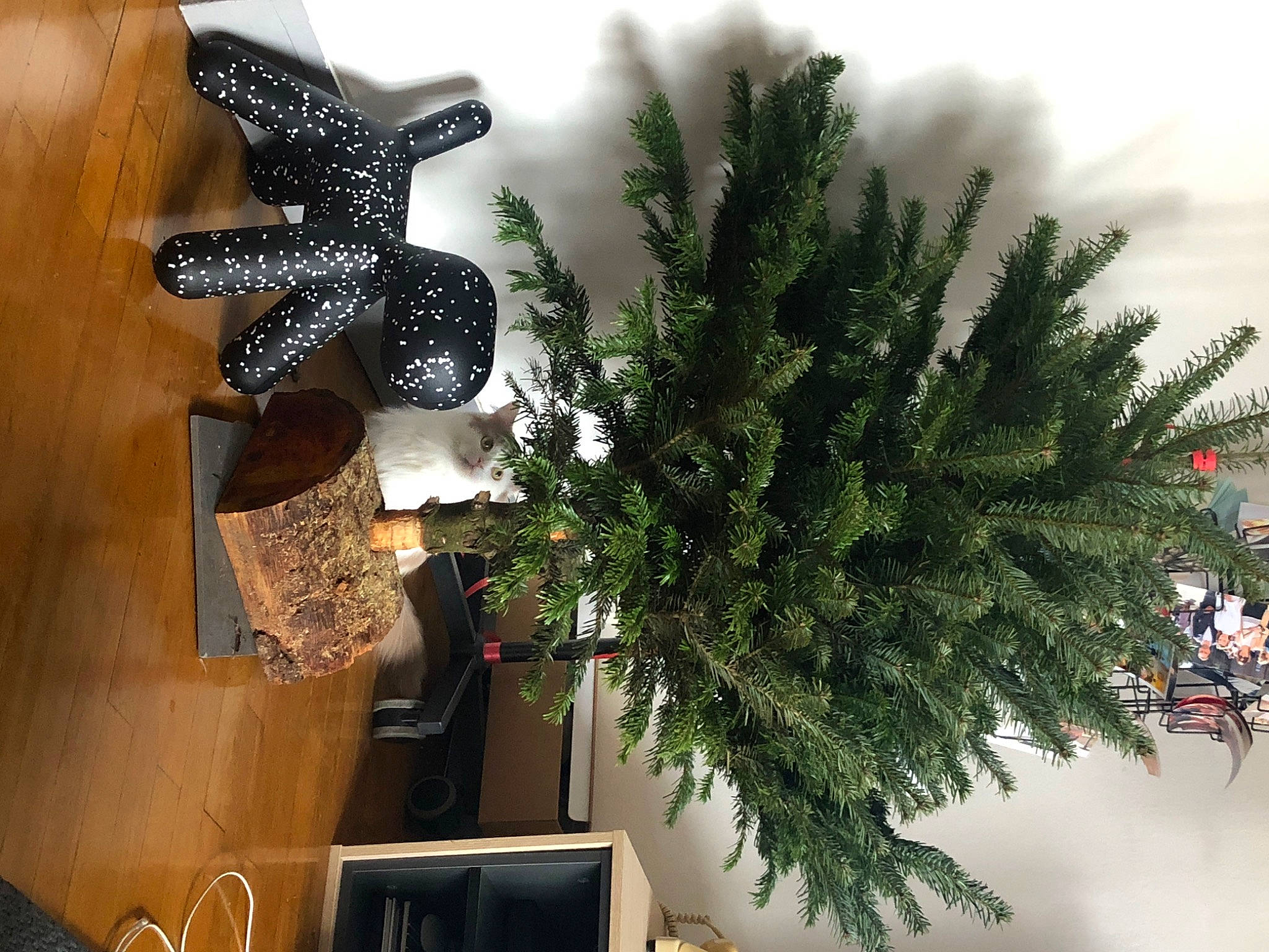 Speed participe au concours pour gagner de l'argent avec cette photo : branch, christmas, christmas_decoration, christmas_ornament, christmas_tree, conifer, event, evergreen, holiday, holiday_ornament, interior_design, larch, ornament, room, shelf, terrestrial_plant, tree, twig, winter, wood