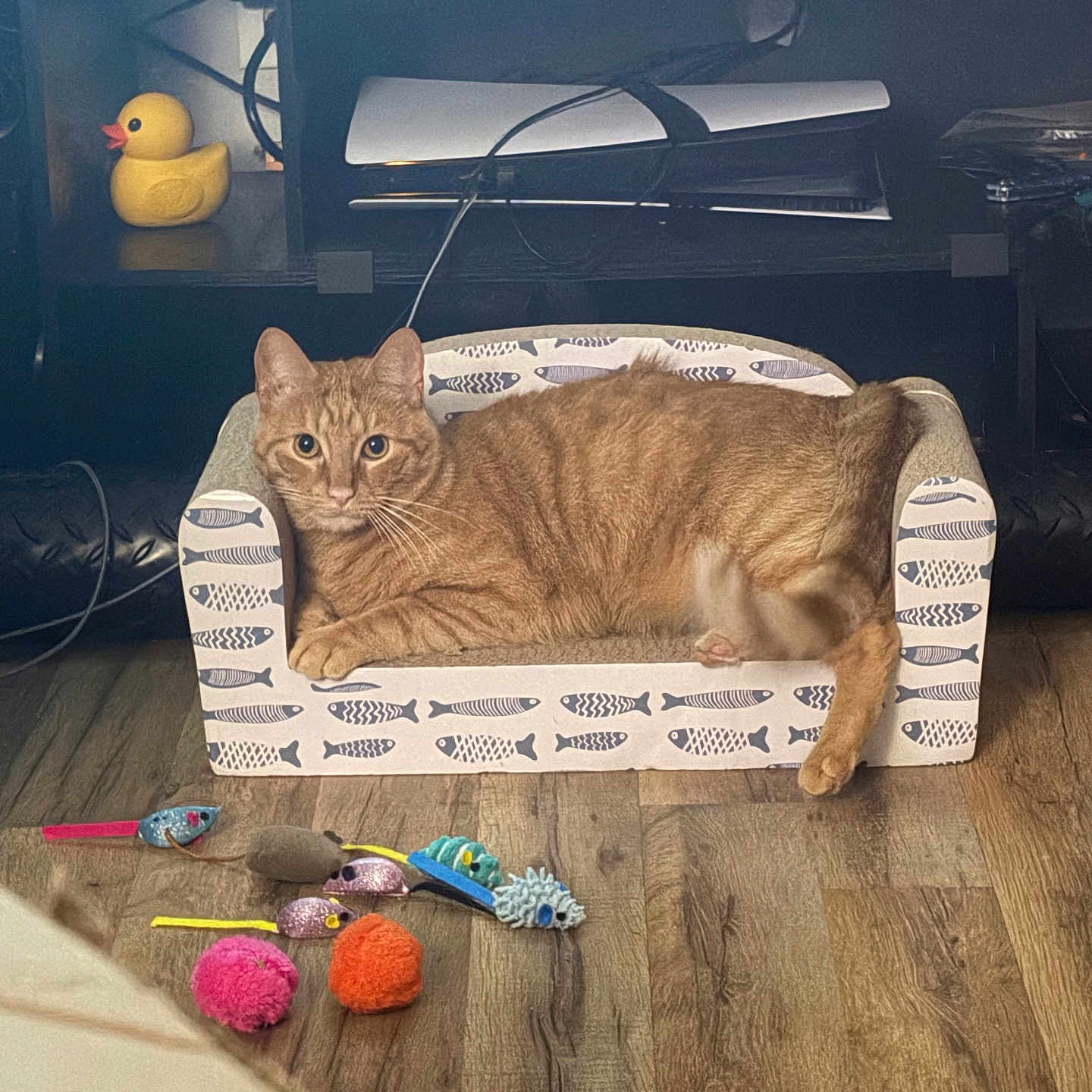 Streaks is registered to the contest to win money with this photo: animal, cat, cat_toys, cute, domestic, feline, fish_pattern, flooring, indoor, orange_tabby, pet, plush_toys, relaxed, resting, rubber_duck, shelf, small_couch, toy_fish, toy_mouse, wooden_floor