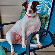 Bella joined the competition — help win amazing prizes! animal, brown_spots, chair, collar, colorful, cushion, dog, domestic_animal, expression, furniture, outdoor, paw, pet, porch, relaxed, resting, seated, summer, tropical_pattern, white_fur