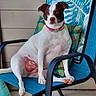 animal, brown_spots, chair, collar, colorful, cushion, dog, domestic_animal, expression, furniture, outdoor, paw, pet, porch, relaxed, resting, seated, summer, tropical_pattern, white_fur