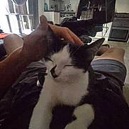 Kush joined the competition — help win amazing prizes! cat, pet, person, hand, lap, indoor, living_room, chair, curtain, window, cat_tree, black_and_white, resting, relaxed, furniture, kitchen, home, light, cozy, casual