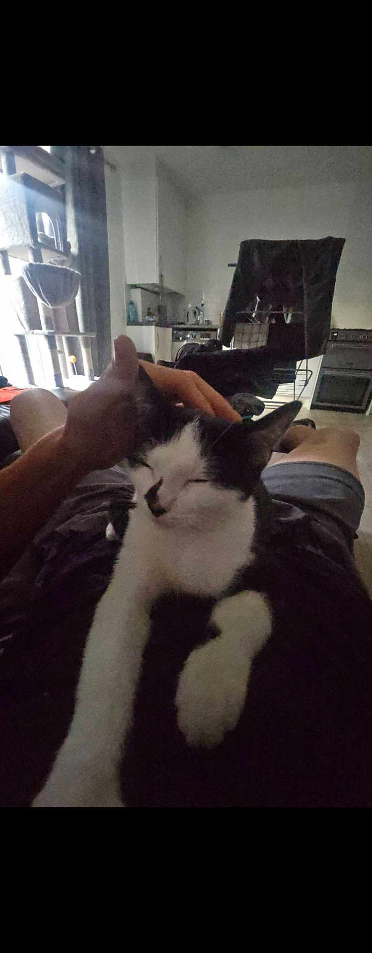 Kush joined the competition — help win amazing prizes! cat, pet, person, hand, lap, indoor, living_room, chair, curtain, window, cat_tree, black_and_white, resting, relaxed, furniture, kitchen, home, light, cozy, casual