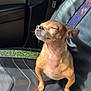 dog, small_dog, chihuahua, car_seat, sunlight, pet, animal, close_up, relaxation, happy, indoor, seatbelt, leather_seat, sitting, sunny, cute, domestic_animal, paw, fur, canine