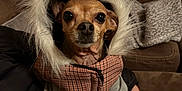Tia joined the competition — help win amazing prizes! dog, small_dog, chihuahua, clothing, jacket, fur_hood, pet, indoor, couch, brown_couch, cozy, warm_clothing, cute, animal, pet_fashion, portrait, looking_at_camera, furry_hood, domestic_animal, seated