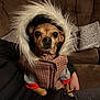 dog, small_dog, chihuahua, clothing, jacket, fur_hood, pet, indoor, couch, brown_couch, cozy, warm_clothing, cute, animal, pet_fashion, portrait, looking_at_camera, furry_hood, domestic_animal, seated