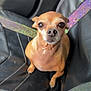 dog, chihuahua, pet, animal, car_seat, seatbelt, brown, small_dog, looking_up, close_up, indoors, leather_seat, sitting, cute, face, fur, eyes, nose, seatbelt_harness, vehicle_interior
