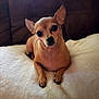 dog, chihuahua, pet, small_dog, tan_dog, blanket, couch, indoor, resting, cute, animal, fur, ears, paw, looking, alert, cozy, companion, portrait, domestic