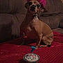 dog, party_hat, cupcake, birthday_candle, red_blanket, couch, indoor, pet, celebration, small_dog, brown_dog, festive, hat, number_candle, closeup, animal, cute, pet_birthday, cozy, decorations