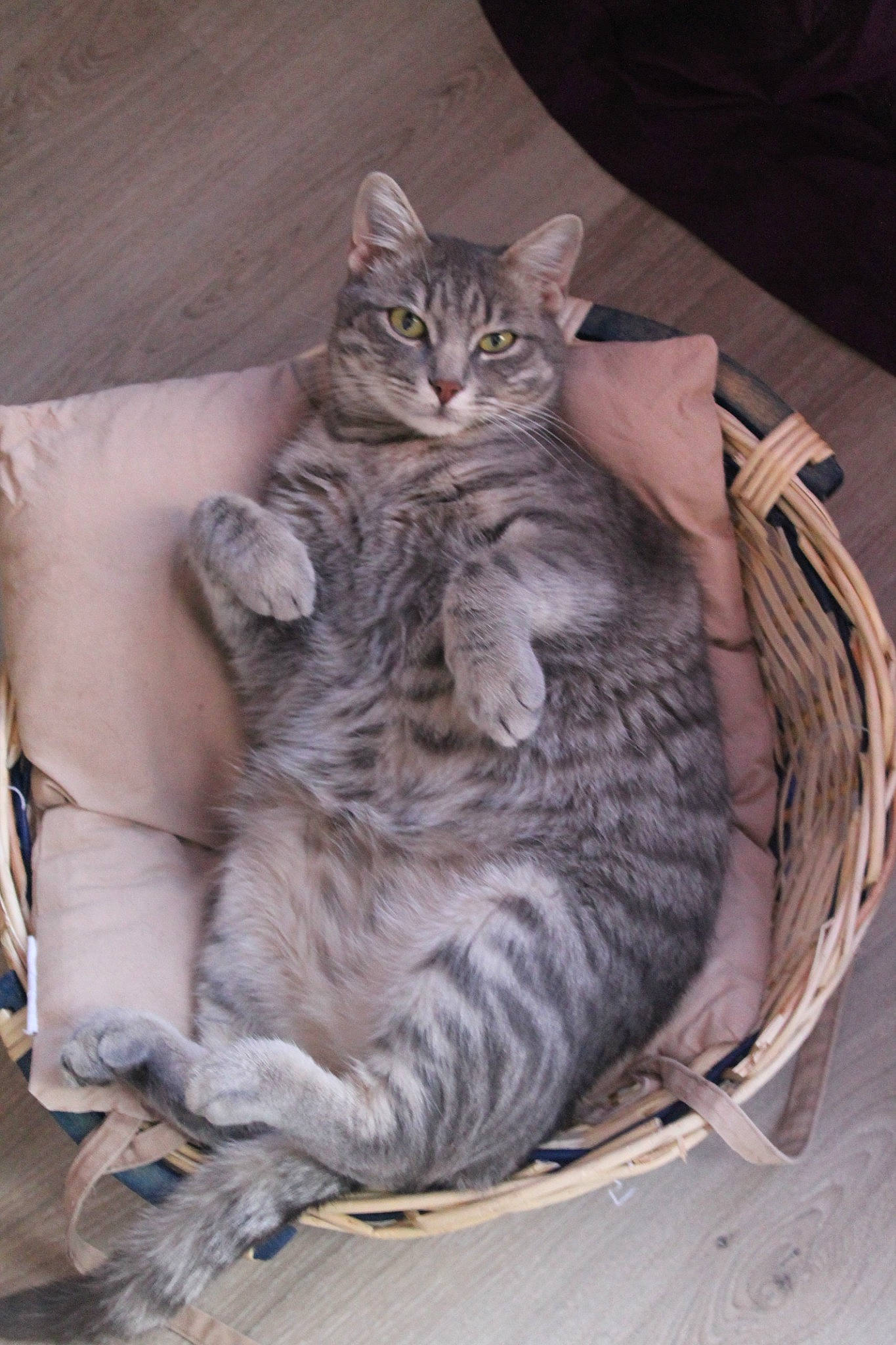 Titi participe au concours pour gagner de l'argent avec cette photo : asian, carnivore, cat, domestic_short_haired_cat, dragon_li, egyptian_mau, european_shorthair, felidae, fur, kitten, mammal, norwegian_forest_cat, pixie_bob, small_to_medium_sized_cats, tabby_cat, whiskers